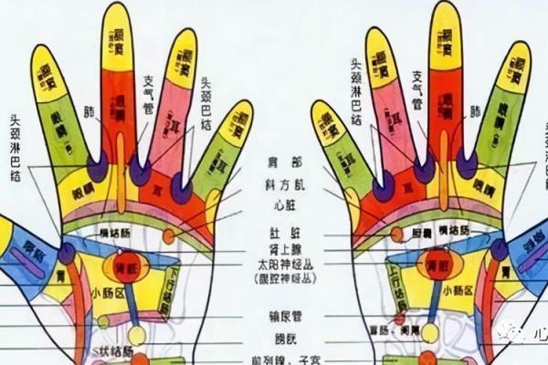 探索免费的手相分析，了解你的性格与运势