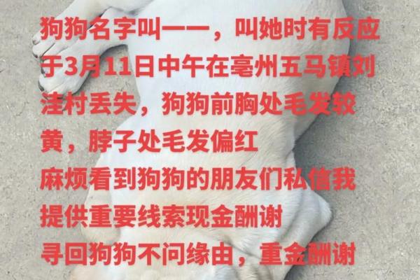 如何为小狗取个独特又有意义的名字