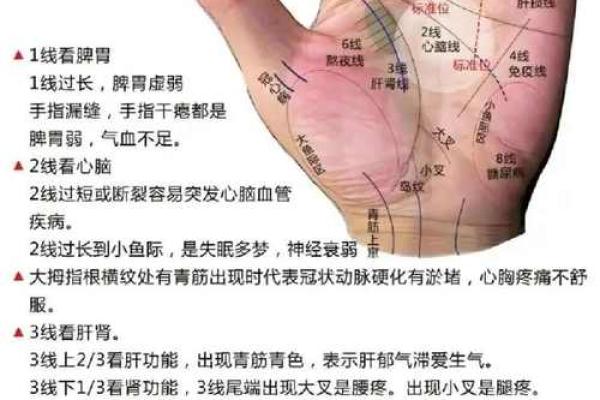 左手手相中的生命线和事业线，告诉你什么