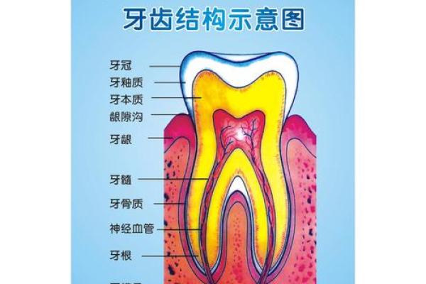 梦见自己掉牙齿的常见含义与解读