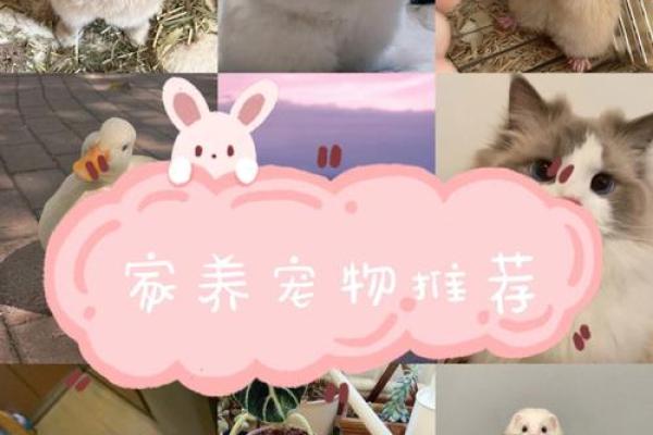 给爱犬取个与众不同的名字，让它更特别