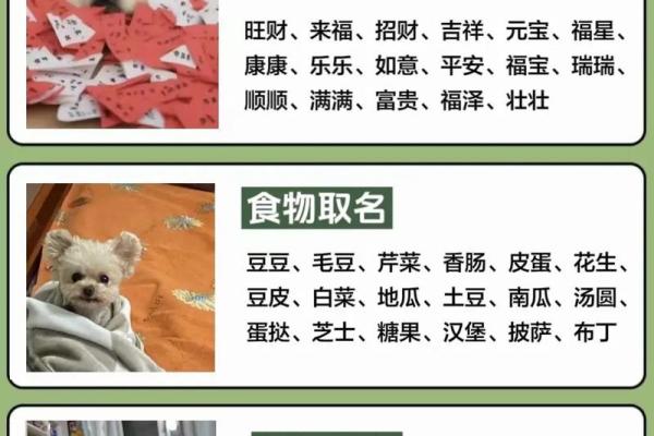 给爱犬取个与众不同的名字，让它更特别