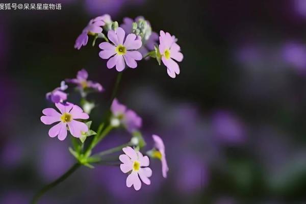 双子座今日运势：情感与事业的双重考验