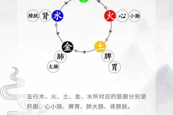 五脏与五行的深层联系解析与图解