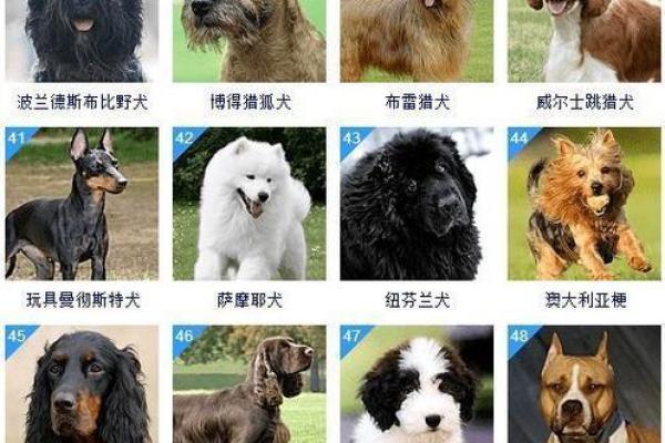 选择适合不同犬种的个性化狗狗名字