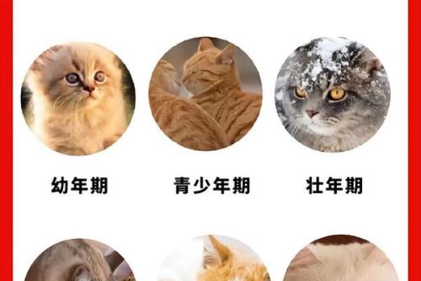 为你的猫咪挑选一个独特名字的创意指南