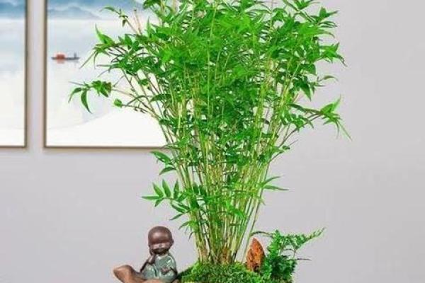 家居风水植物兴旺竹的摆放技巧与意义