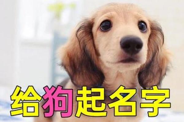 让你的狗狗与众不同，从名字开始