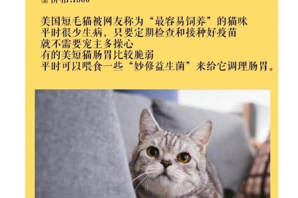 适合不同性格小猫的名字选择