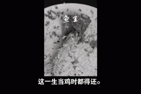 梦到鸡下蛋：探索这一梦境背后的心理象征