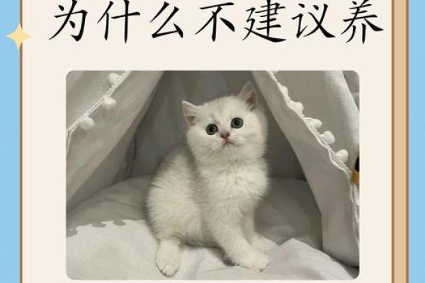 给猫取名字时要考虑的五大因素