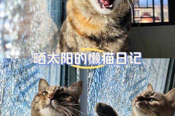 用这些步骤为你的猫咪选一个既有趣又易记的名字