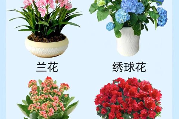 你知道这些花卉的名字含义吗