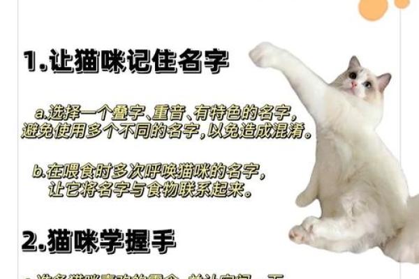 猫咪名字大全：让你的爱宠与众不同