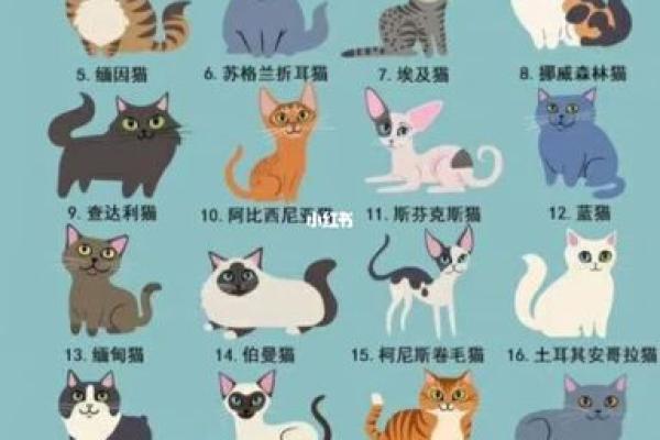 猫咪名字大全：让你的爱宠与众不同