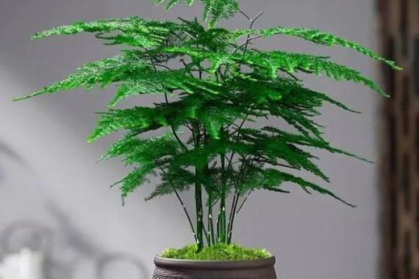 家居风水植物推荐 增运祈福的绿植选择