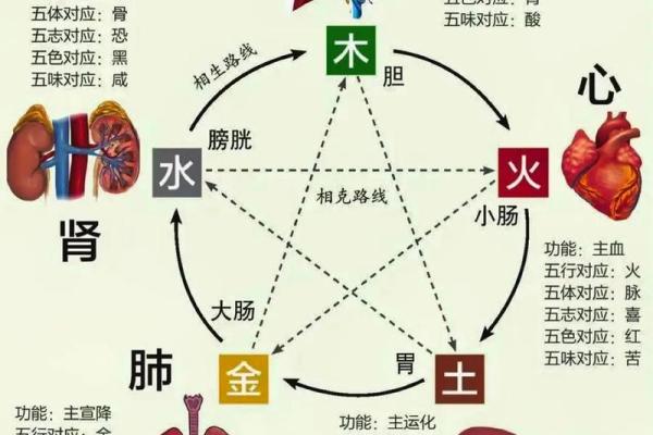 五脏六腑与五行的深度关联解析