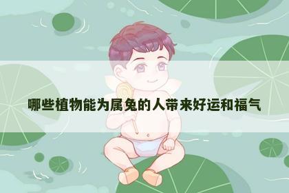 哪些植物能为属兔的人带来好运和福气